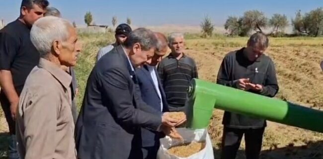 مشایخی: ۱۵ هزار تن برنج از شالیزارهای میانه برداشت شده است مشایخی: ۱۵ هزار تن برنج از شالیزارهای میانه برداشت شده است